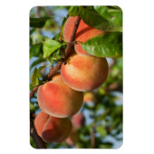 Reife Weingartenpfirsiche Magnet (Vertikal)
