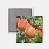 Reife Weingartenpfirsiche Magnet (Vorderseite/Rückseite)
