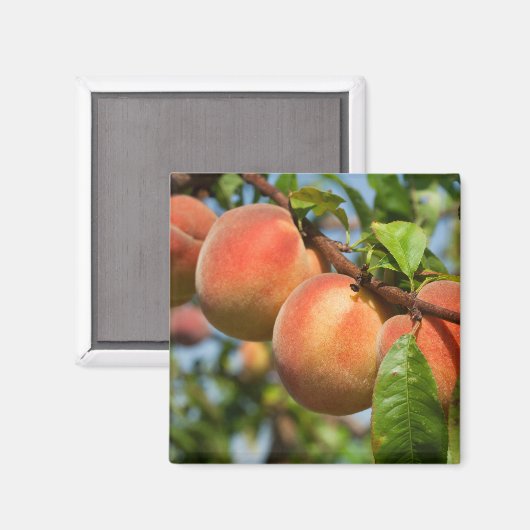 Reife Weingartenpfirsiche Magnet (Vorderseite/Rückseite)