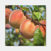 Reife Weingartenpfirsiche Magnet (Vorne)