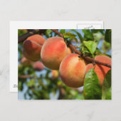 Reife Weingartenpfirsiche Postkarte (Vorne/Hinten)