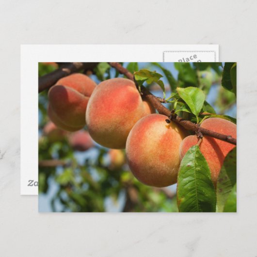 Reife Weingartenpfirsiche Postkarte (Vorne/Hinten)