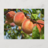 Reife Weingartenpfirsiche Postkarte (Vorderseite)