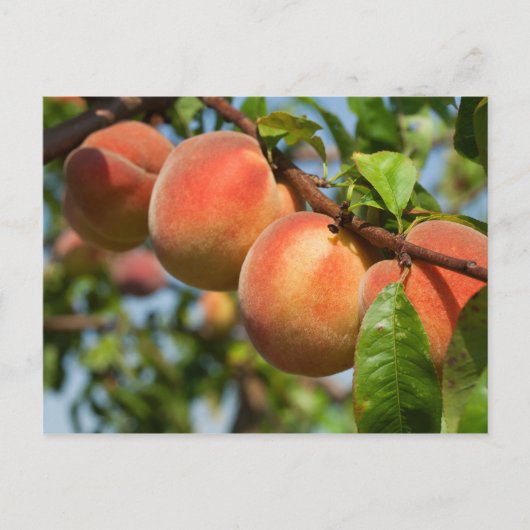 Reife Weingartenpfirsiche Postkarte (Vorderseite)