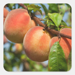Reife Weingartenpfirsiche Quadratischer Aufkleber