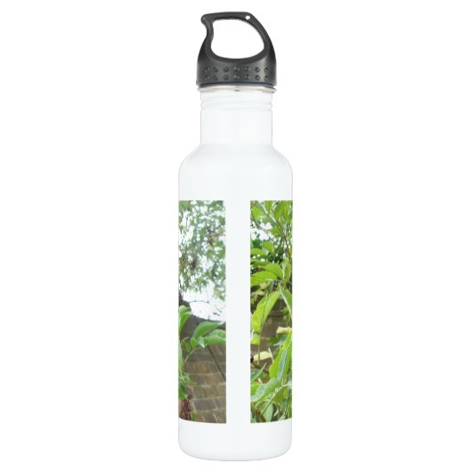 Reifende Älderbeeren Edelstahlflasche (Rückseite)