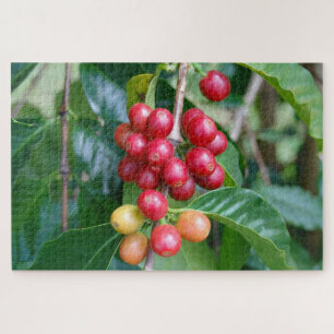 Reifende Kona-Kaffeekirschen, Hawaii Puzzle