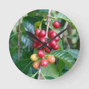 Reifende Kona-Kaffeekirschen, Hawaii Runde Wanduhr