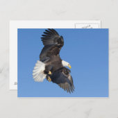 Reifender Adler im Flug mit ausgebreiteten Flügeln Postkarte (Vorne/Hinten)