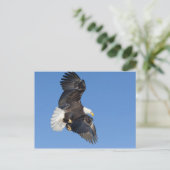 Reifender Adler im Flug mit ausgebreiteten Flügeln Postkarte (Stehend Vorderseite)
