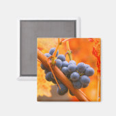 Reifung im Weinberg Magnet (Vorderseite/Rückseite)