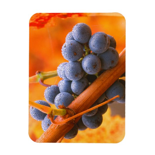 Reifung im Weinberg Magnet (Vertikal)