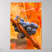 Reifung im Weinberg Poster (Vorne)