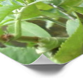 Reifung von Ädelbeeren Print Poster (Ecke)