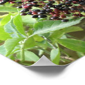 Reifung von Ädelbeeren Print Poster (Ecke)