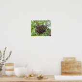 Reifung von Ädelbeeren Print Poster (Küche)
