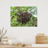 Reifung von Ädelbeeren Print Poster (Küche)