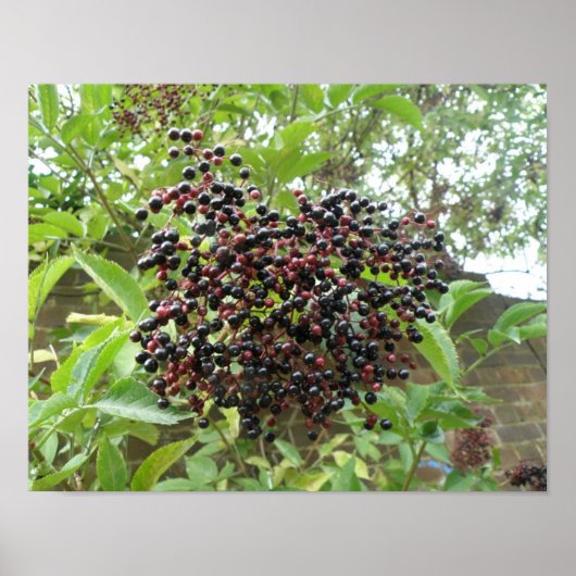 Reifung von Ädelbeeren Print Poster (Vorne)