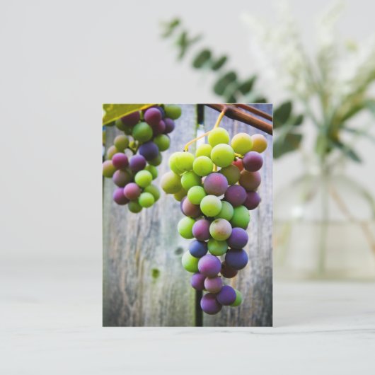 Reifung von Trauben Postkarte (Stehend Vorderseite)