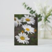 Reihe der Daisies Postkarte (Stehend Vorderseite)