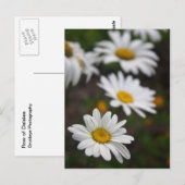 Reihe der Daisies Postkarte (Vorne/Hinten)