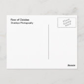 Reihe der Daisies Postkarte (Rückseite)