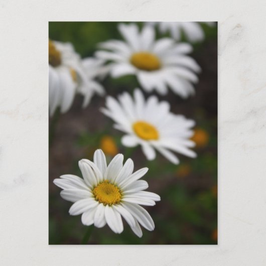 Reihe der Daisies Postkarte (Vorderseite)