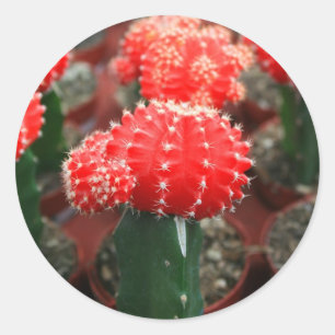Reihe des Kaktus-Aufklebers Runder Aufkleber