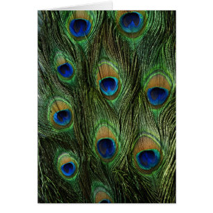 Reihe "Peacock Feathers Wildlife Cards"