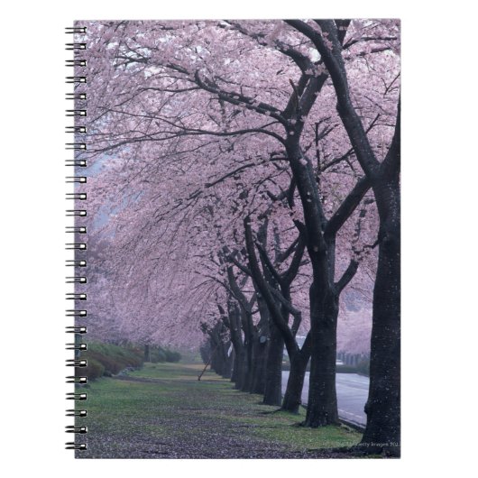 Reihe von cherryblossom Bäumen Notizblock (Vorderseite)