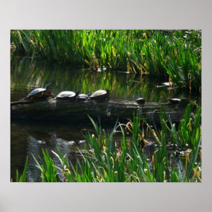 Reihe von grünen Naturfotos von Schildkröten Poster