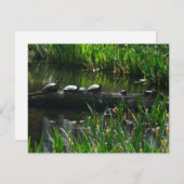 Reihe von Schildkröten Grünes Foto Mitteilungskarte (Vorne/Hinten)