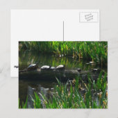 Reihe von Schildkröten Grünes Foto Postkarte (Vorne/Hinten)