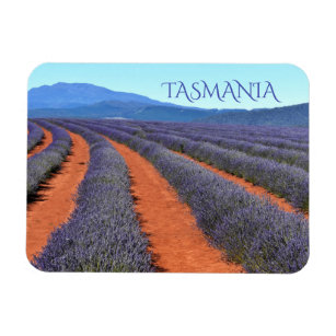 Reihen der Lavendel-Pflanze in Bloom, Tasmanie Magnet