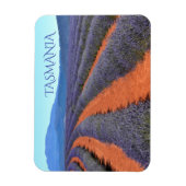 Reihen der Lavendel-Pflanze in Bloom, Tasmanie Magnet (Vertikal)