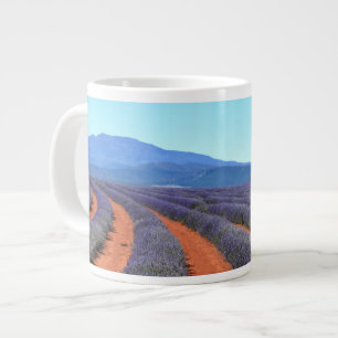 Reihen der Lavendel-Pflanze in Bloom, Tasmanie-Tas Jumbo-Tasse