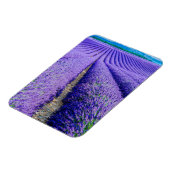 Reihen der Lavendel, Provence, Frankreich Magnet (Linke Seite)
