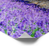 Reihen der Lavendel, Provence, Frankreich Poster (Ecke)