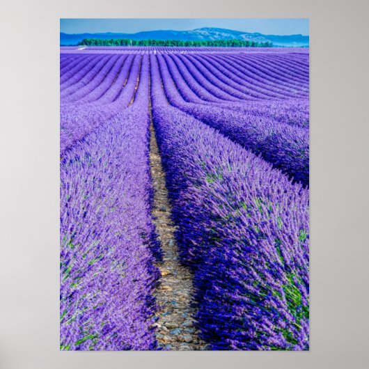 Reihen der Lavendel, Provence, Frankreich Poster (Vorne)
