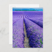 Reihen der Lavendel, Provence, Frankreich Postkarte (Vorne/Hinten)