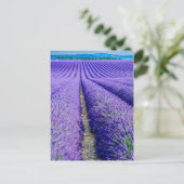 Reihen der Lavendel, Provence, Frankreich Postkarte (Stehend Vorderseite)