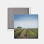 Reihen des Lavendels nach dem Erntemagnet Magnet (Vorderseite/Rückseite)