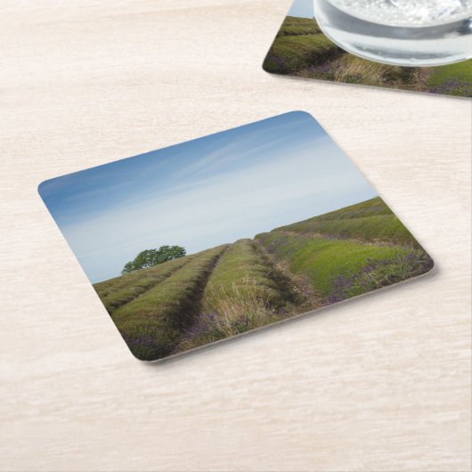 Reihen des Lavendels nach Ernte-Untersetzer Rechteckiger Pappuntersetzer (angewinkelt)