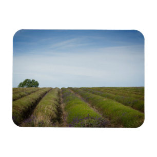 Reihen des Lavendels nach Ernterechteckmagneten Magnet