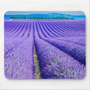 Reihen von Lavendel, Provence, Frankreich Mousepad