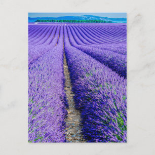 Reihen von Lavendel, Provence, Frankreich Postkarte