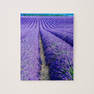 Reihen von Lavendel, Provence, Frankreich Puzzle