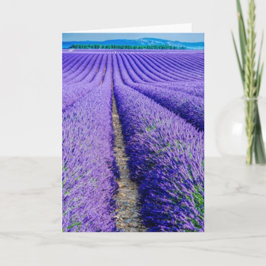 Reihen von Lavender, Provence, Frankreich Karte (Vorderseite)