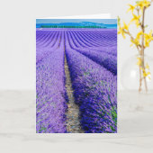 Reihen von Lavender, Provence, Frankreich Karte (Gelbe Blume)