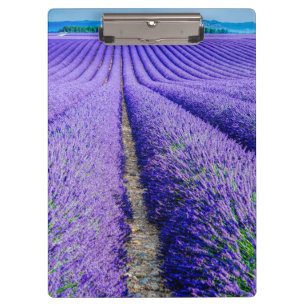 Reihen von Lavender, Provence, Frankreich Klemmbrett